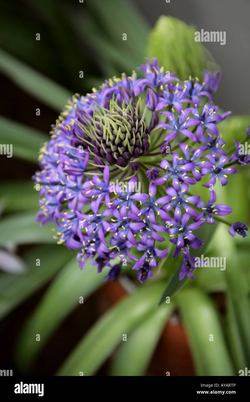 Portugiesische Blaustern Scilla Peruviana Var venusta Stockfoto