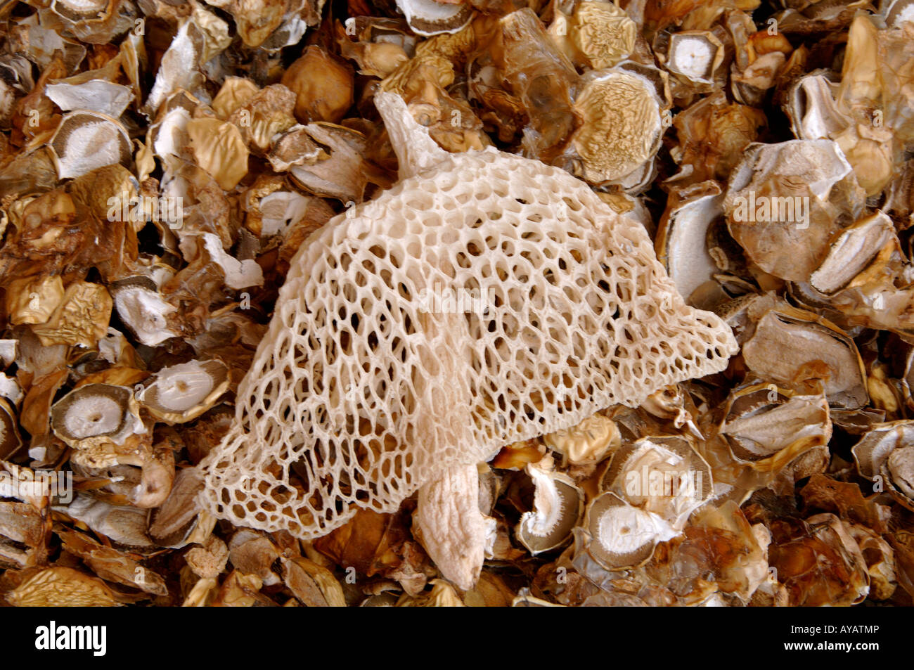 Getrockneter Bambus Pilz oder verschleierte Dame ist eine Stinkmorchel in  China gegessen Stockfotografie - Alamy