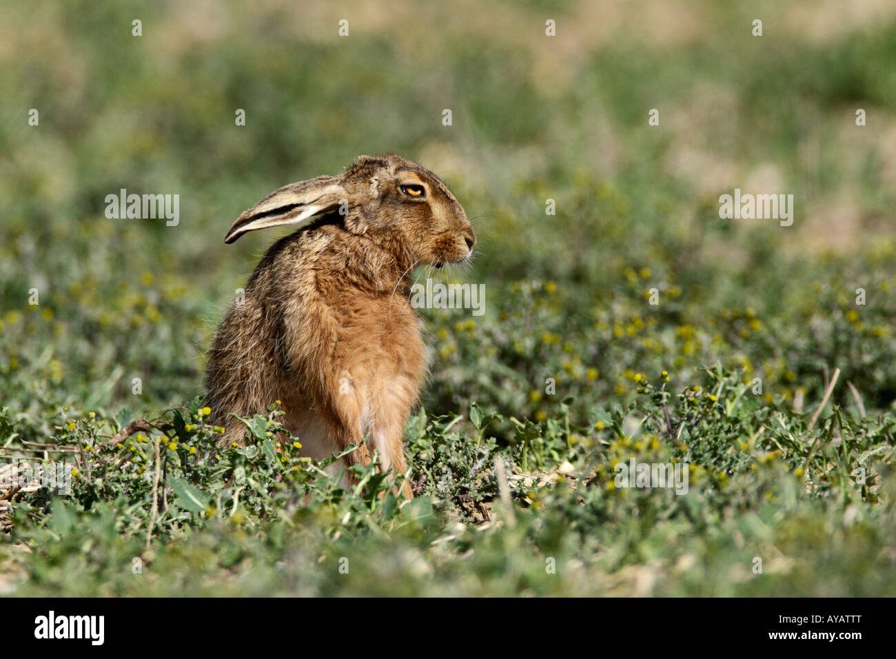 Feldhase Lepus Europaeus sitzen entspannend Therfield Hertfordshire Stockfoto