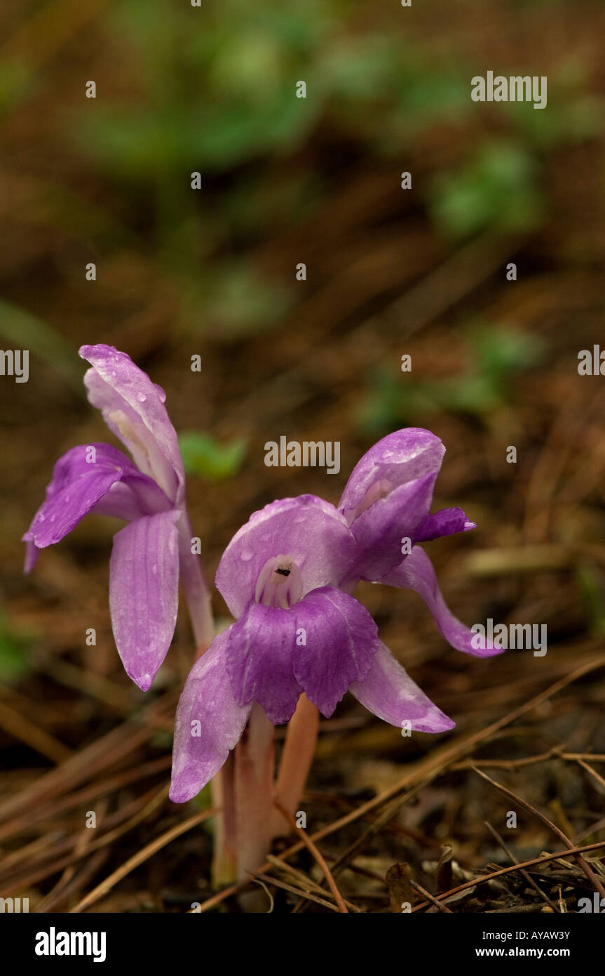 Roscoea Tibetica aufwachsen durch Tannennadeln Yunnan China Stockfoto