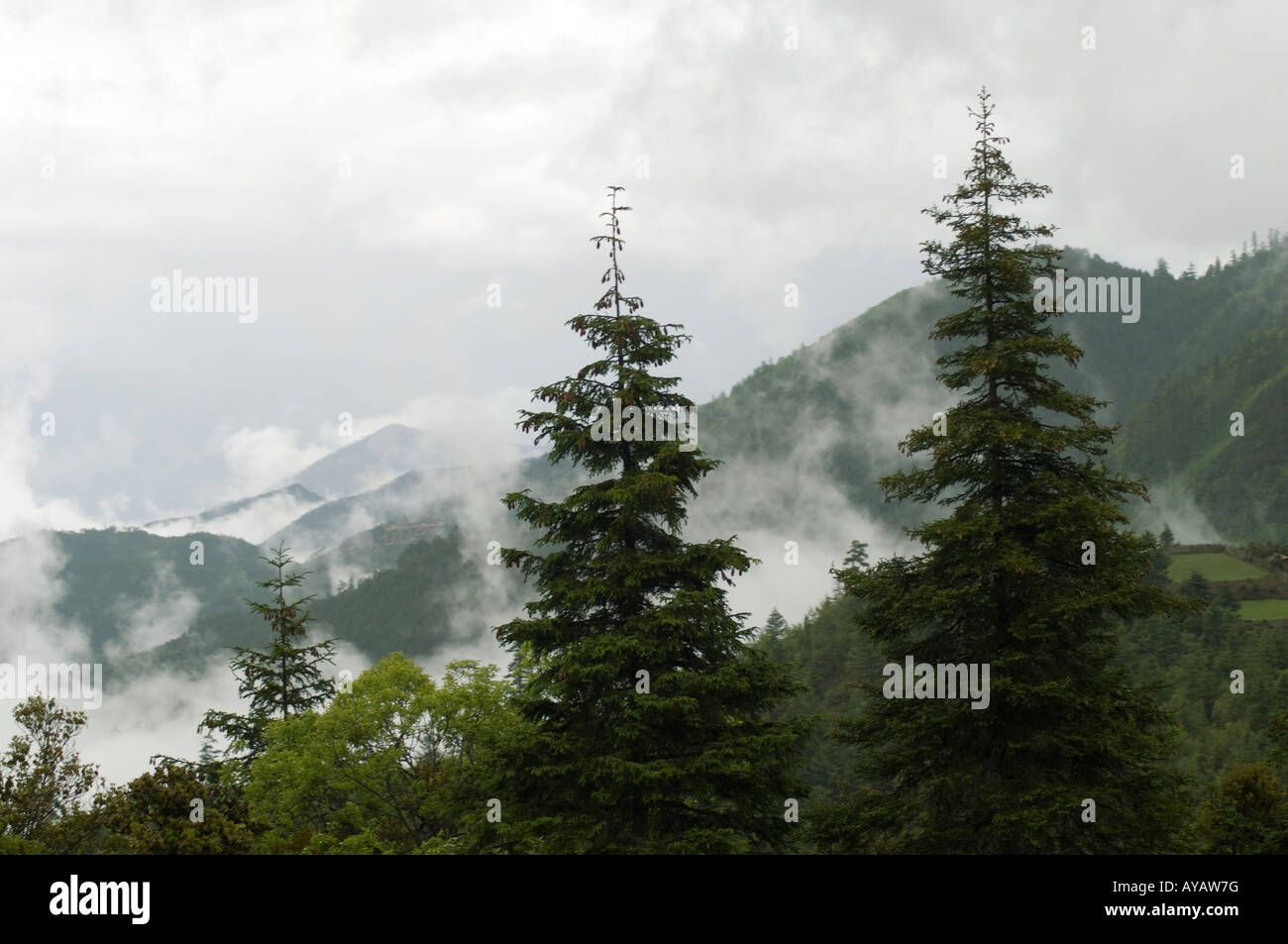 Koniferen mit Wolken wehen durch Berge auf Weg von Haba Yunnan nach Zhongdian Stockfoto