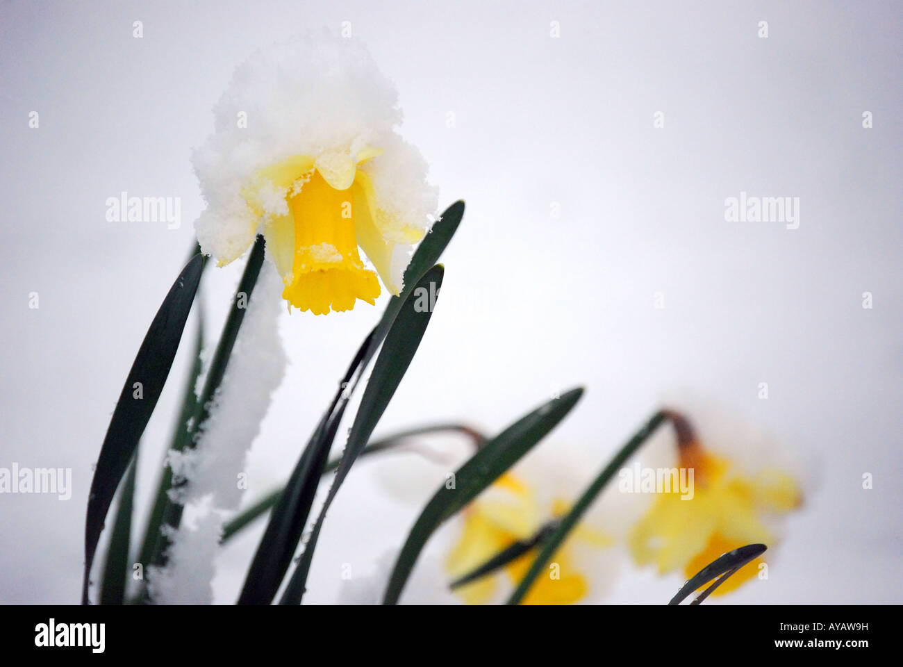 Narzissen bedeckt im Schnee, Lyne, Virginia Water, Surrey, England, Vereinigtes Königreich Stockfoto