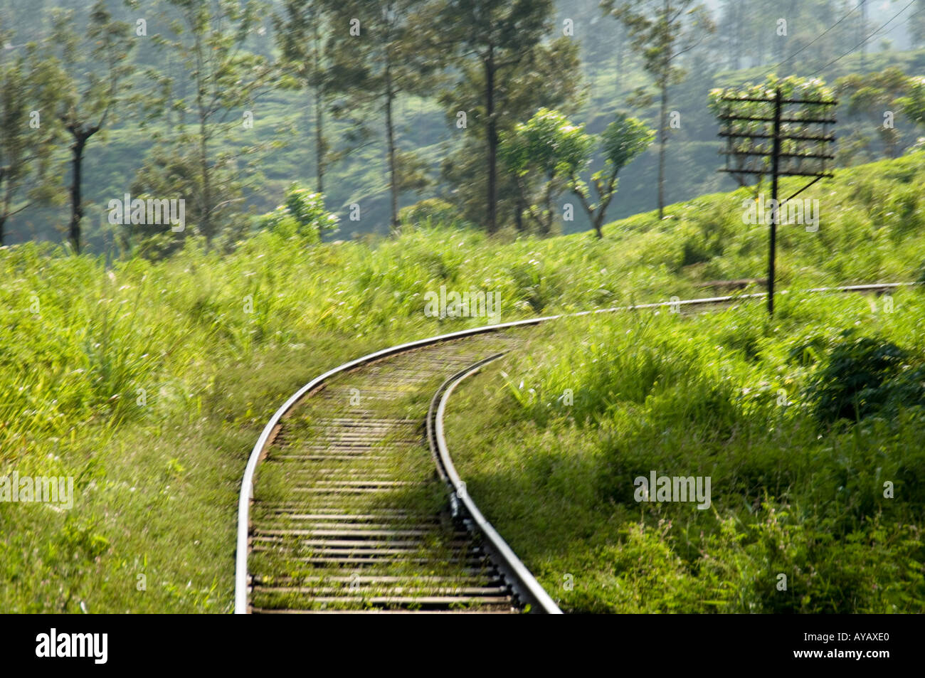 Eingleisige Eisenbahnstrecke zwischen den Teeplantagen in der Nähe von Nuwara Eliya, Sri Lanka. Stockfoto
