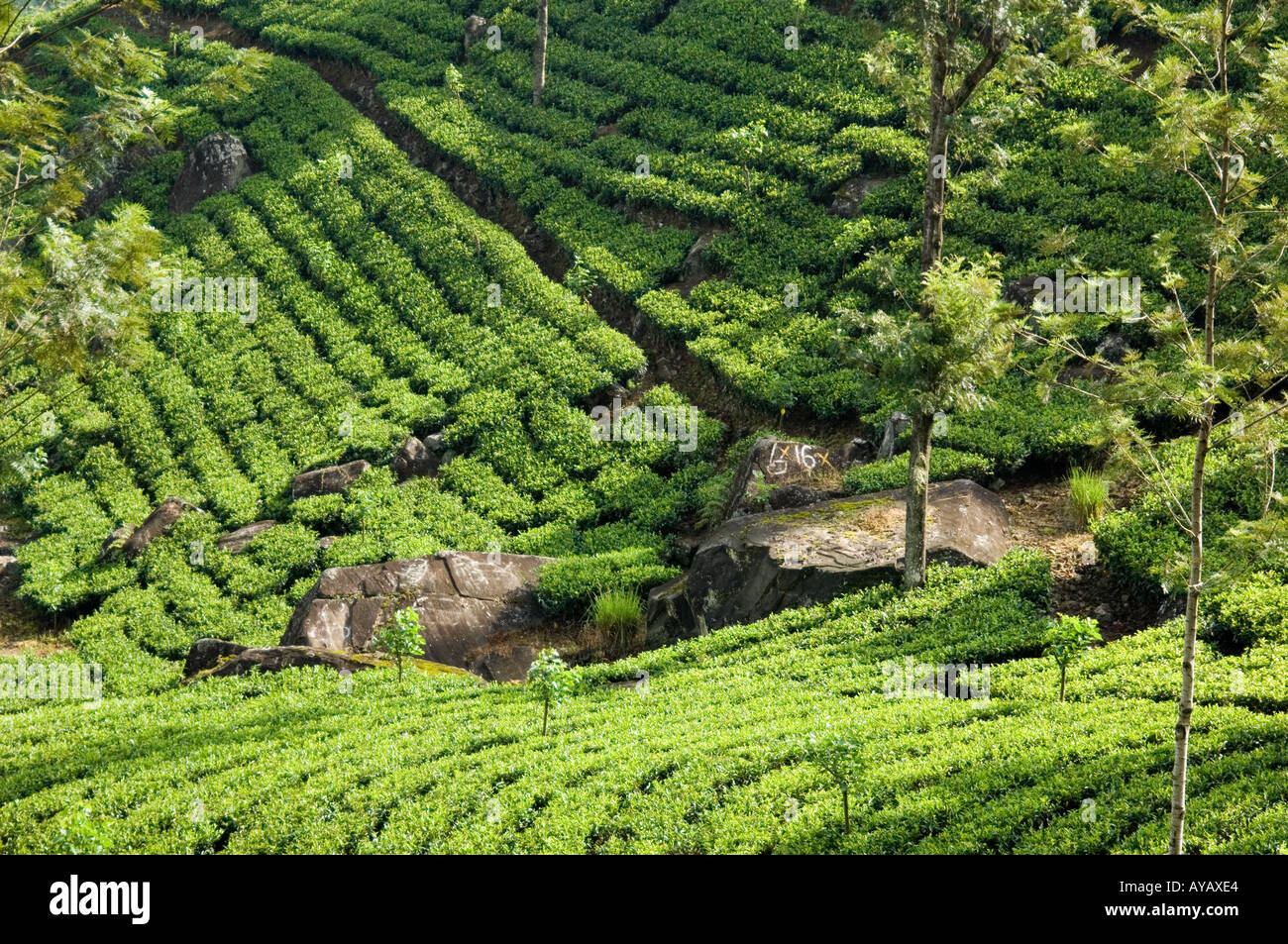 Tee-Plantagen in der Nähe von Nuwara Eliya, Sri Lanka. Stockfoto