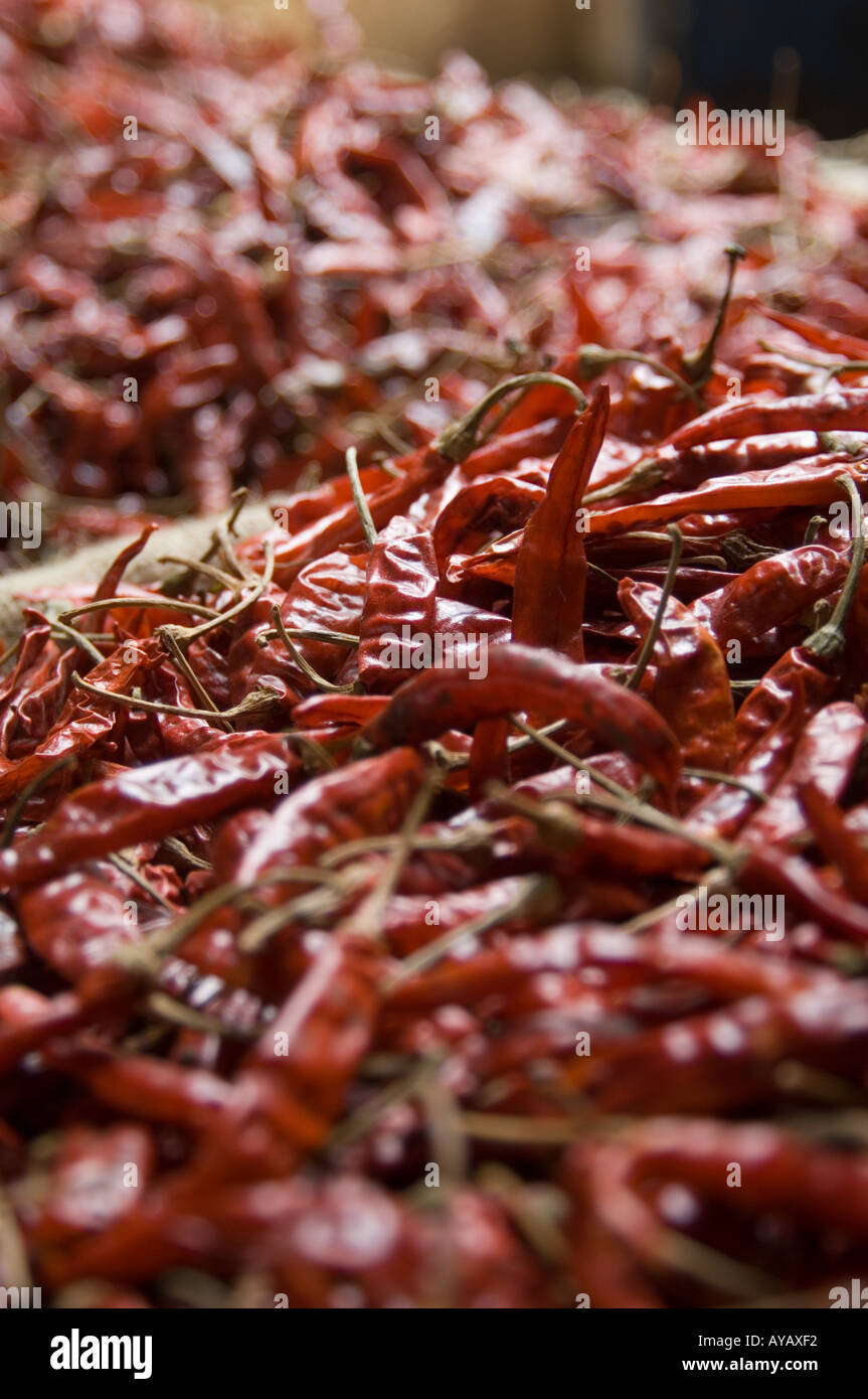 Plünderung getrocknete rote Chilischoten zum Verkauf auf dem Markt in Negombo, in der Nähe von Colombo, Sri Lanka. Stockfoto
