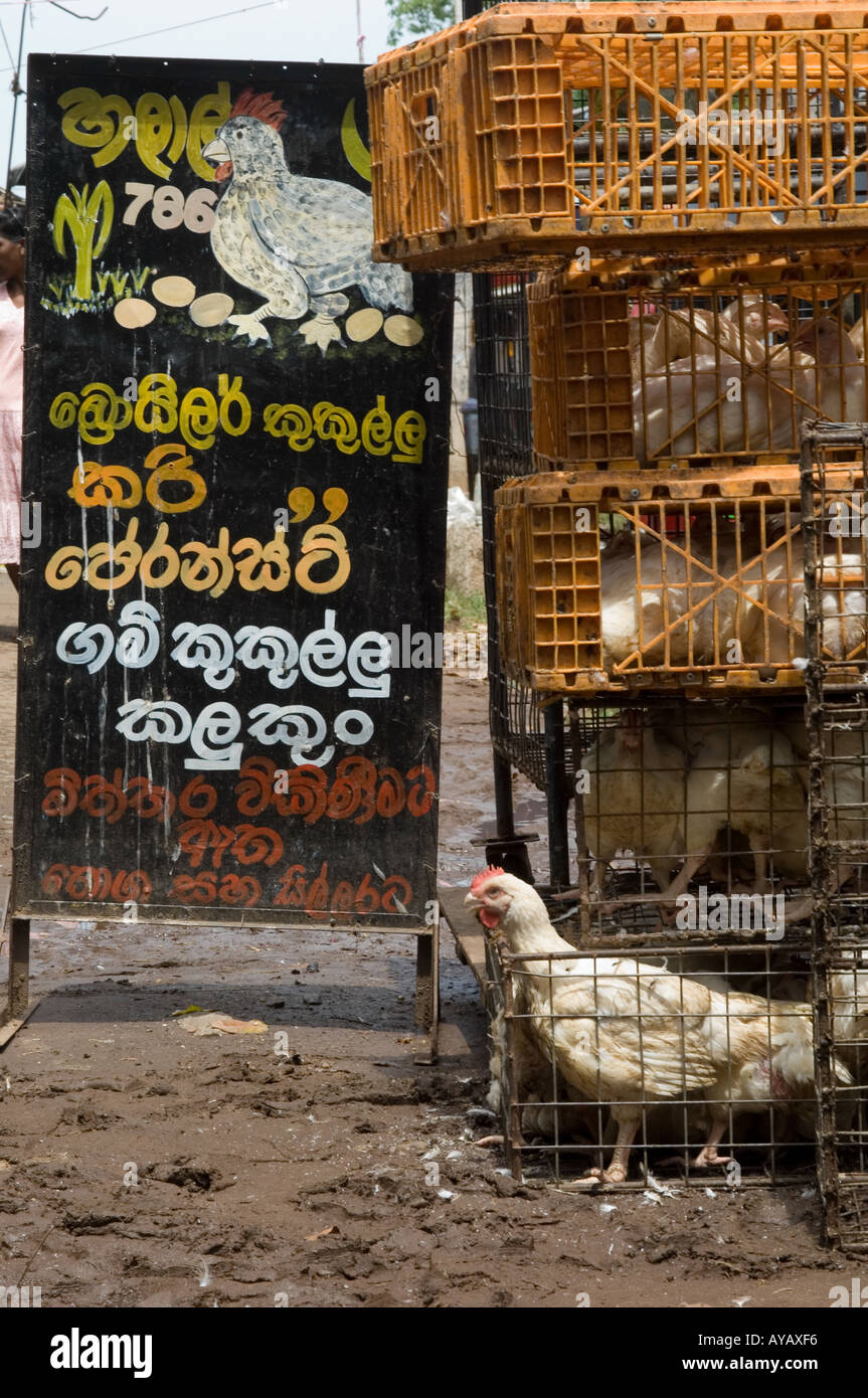 Leben Sie Hühner zum Verkauf auf dem Markt in Negombo, in der Nähe von Colombo, Sri Lanka. Stockfoto