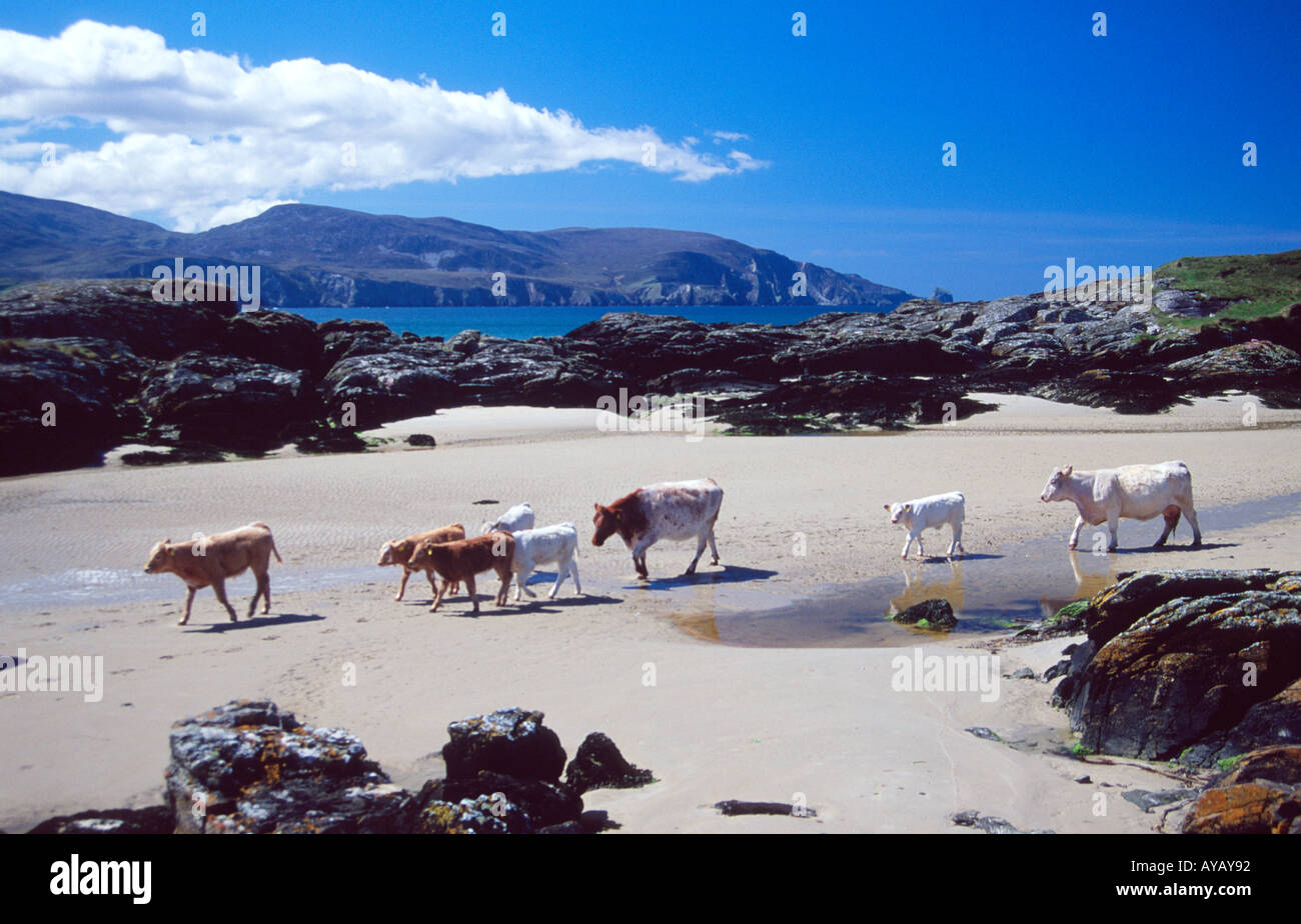 Kühe überqueren der Strand bei Rosbeg, County Donegal, Irland. Stockfoto