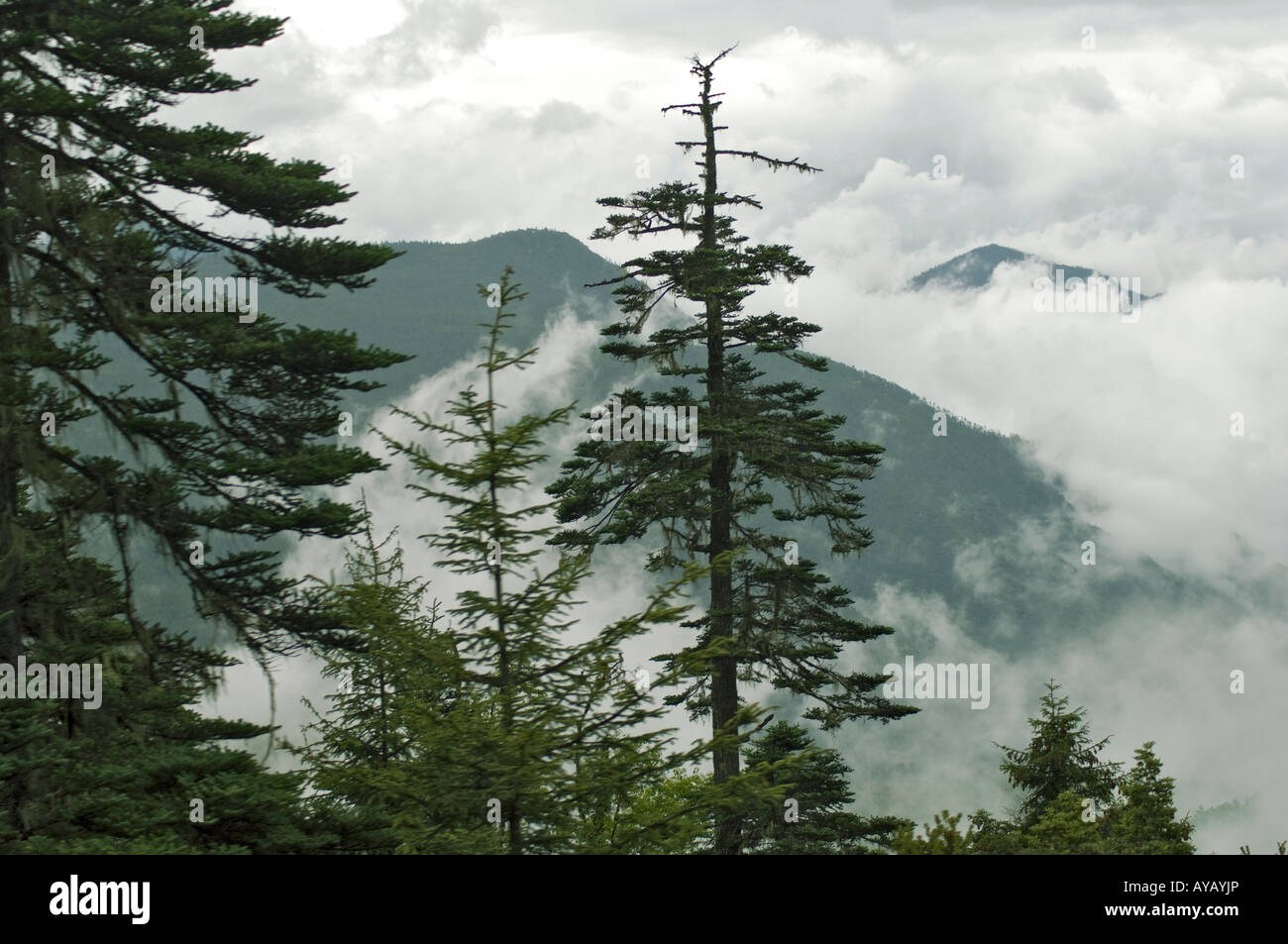 Koniferen mit Wolken wehen durch Berge auf Weg von Haba Yunnan nach Zhongdian Stockfoto