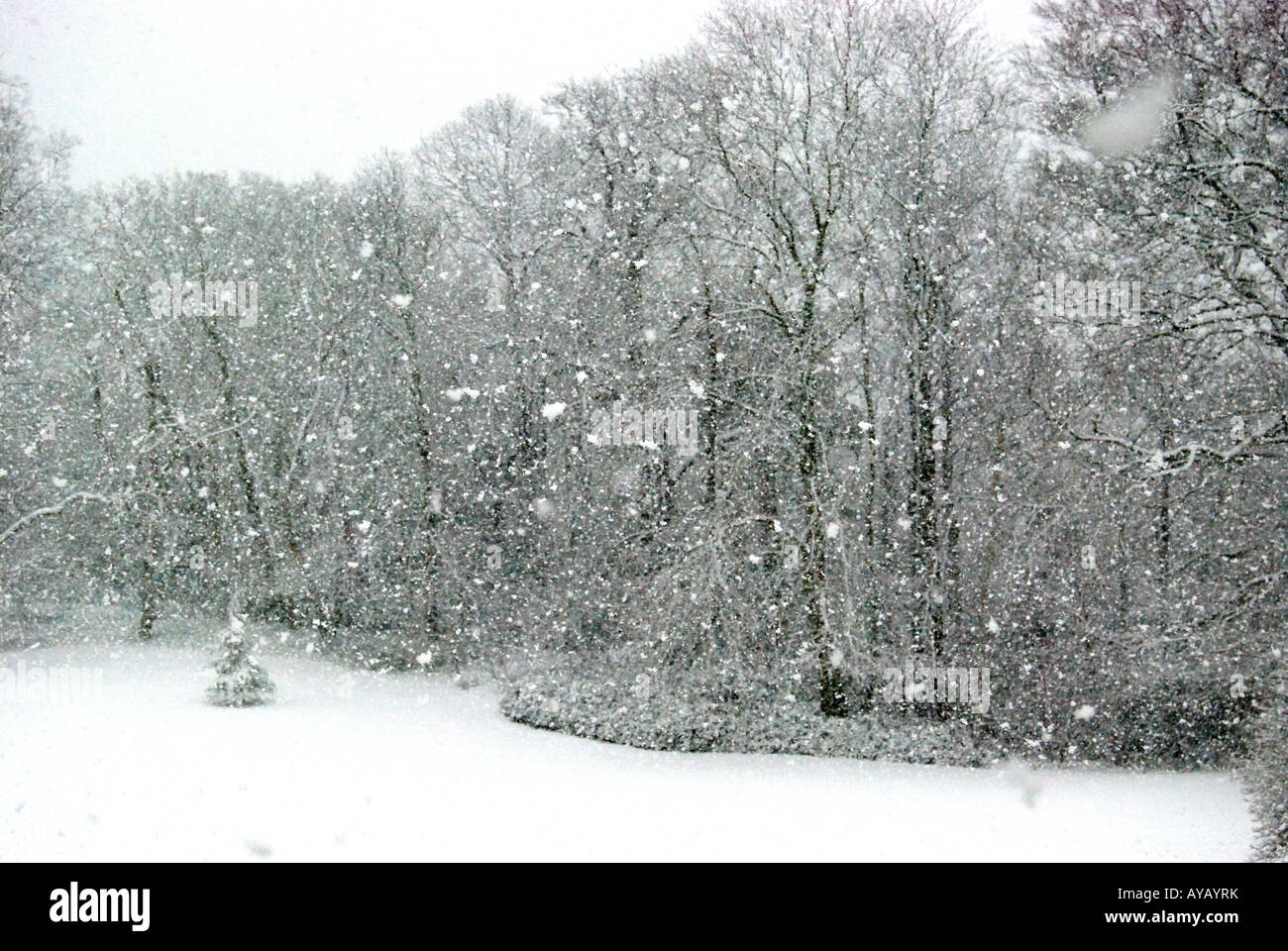 Feld im Schnee, Lyne, Virginia Water, Surrey, England, Vereinigtes Königreich Stockfoto