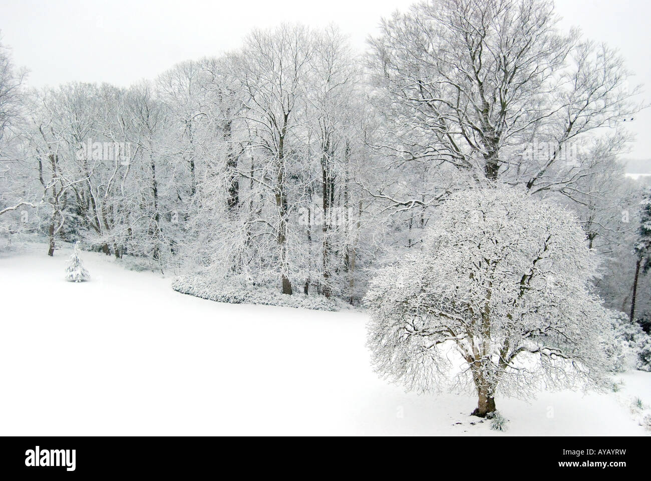 Feld im Schnee, Lyne, Virginia Water, Surrey, England, Vereinigtes Königreich Stockfoto