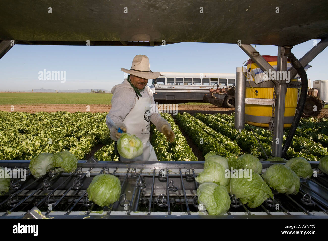 Mexikanische Arbeiter ernten Salat auf Arizona farm Stockfoto