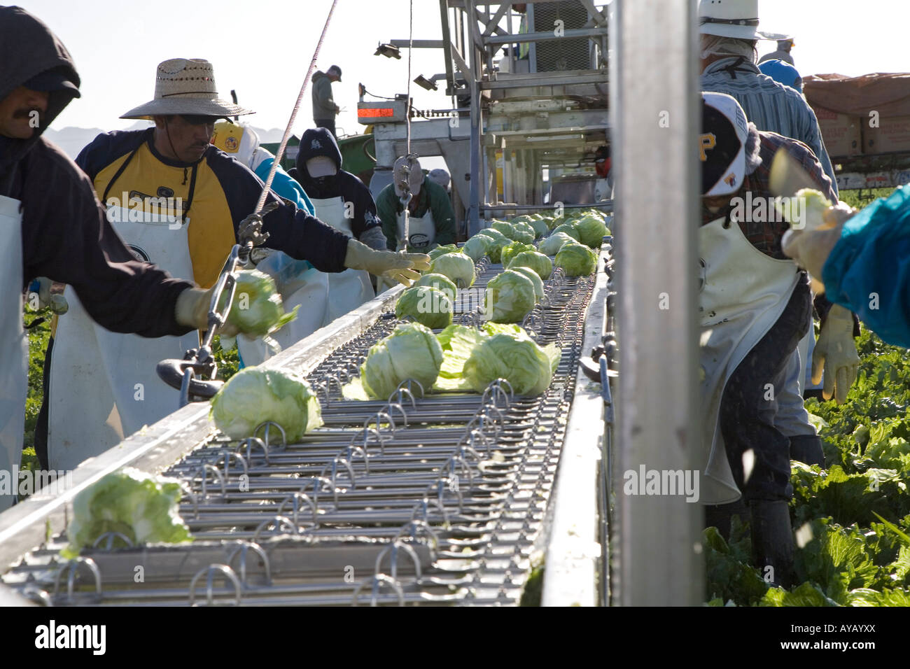 Mexikanische Arbeiter ernten Salat auf Arizona farm Stockfoto