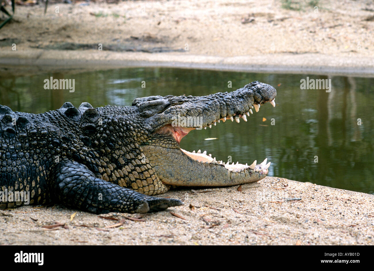 Krokodil weit geöffneten Rachen mit riesigen Zähnen Stockfoto
