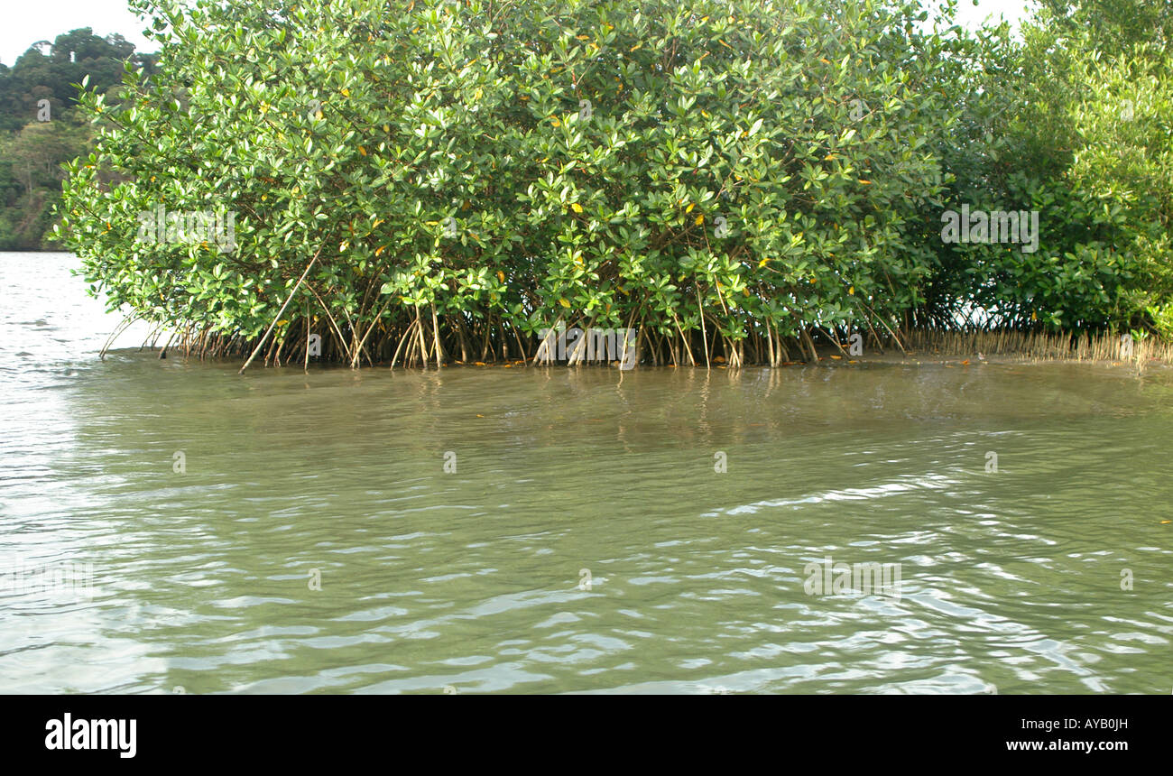 Rote Mangroven Rhizophora Stockfoto