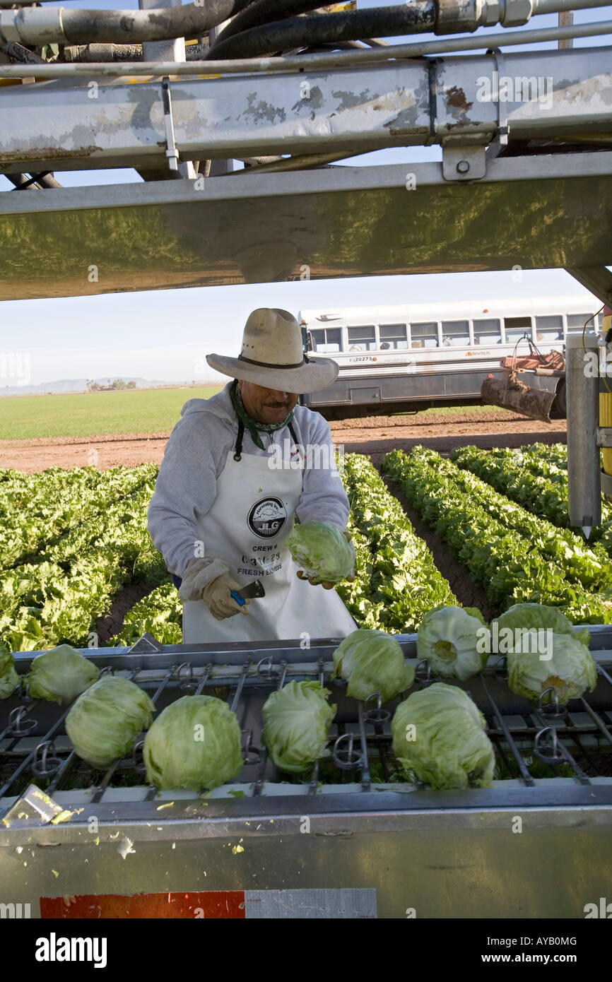 Mexikanische Arbeiter ernten Salat auf Arizona farm Stockfoto