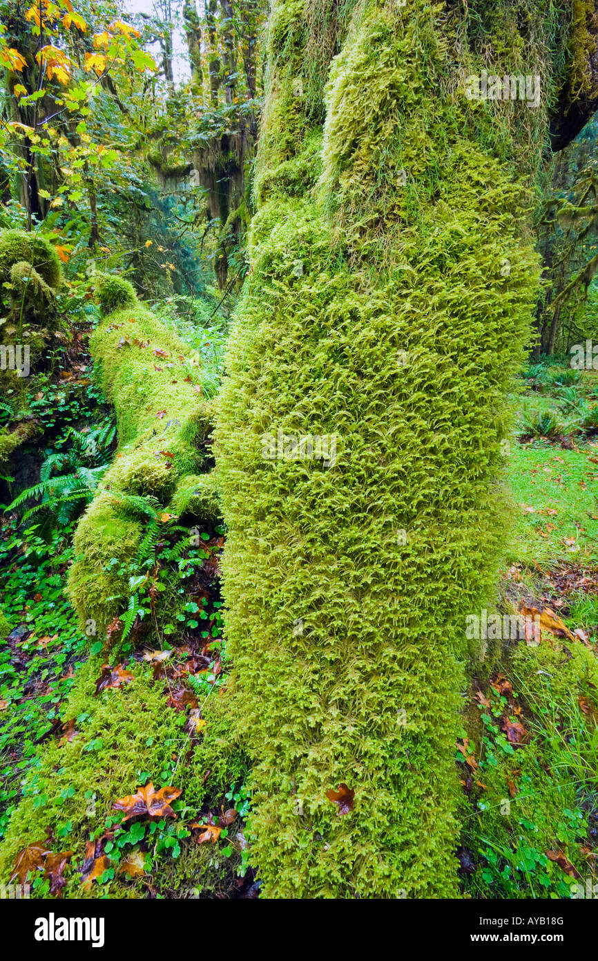 Moos bedeckt Protokolle im Hoh Regenwald Olympic Nationalpark Washington Stockfoto