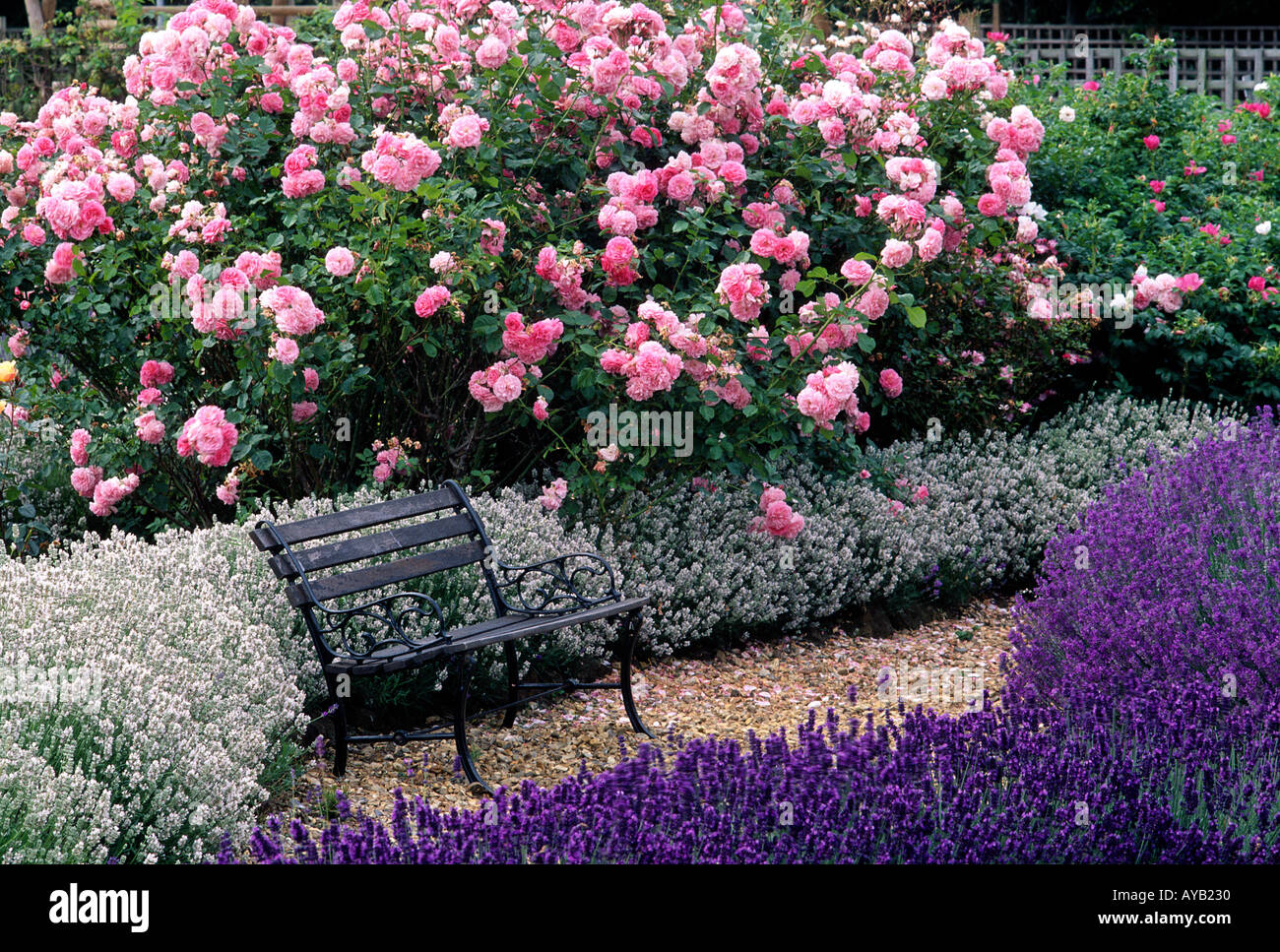 Wunderschönen englischen Garten an der Norfolk in England Stockfoto