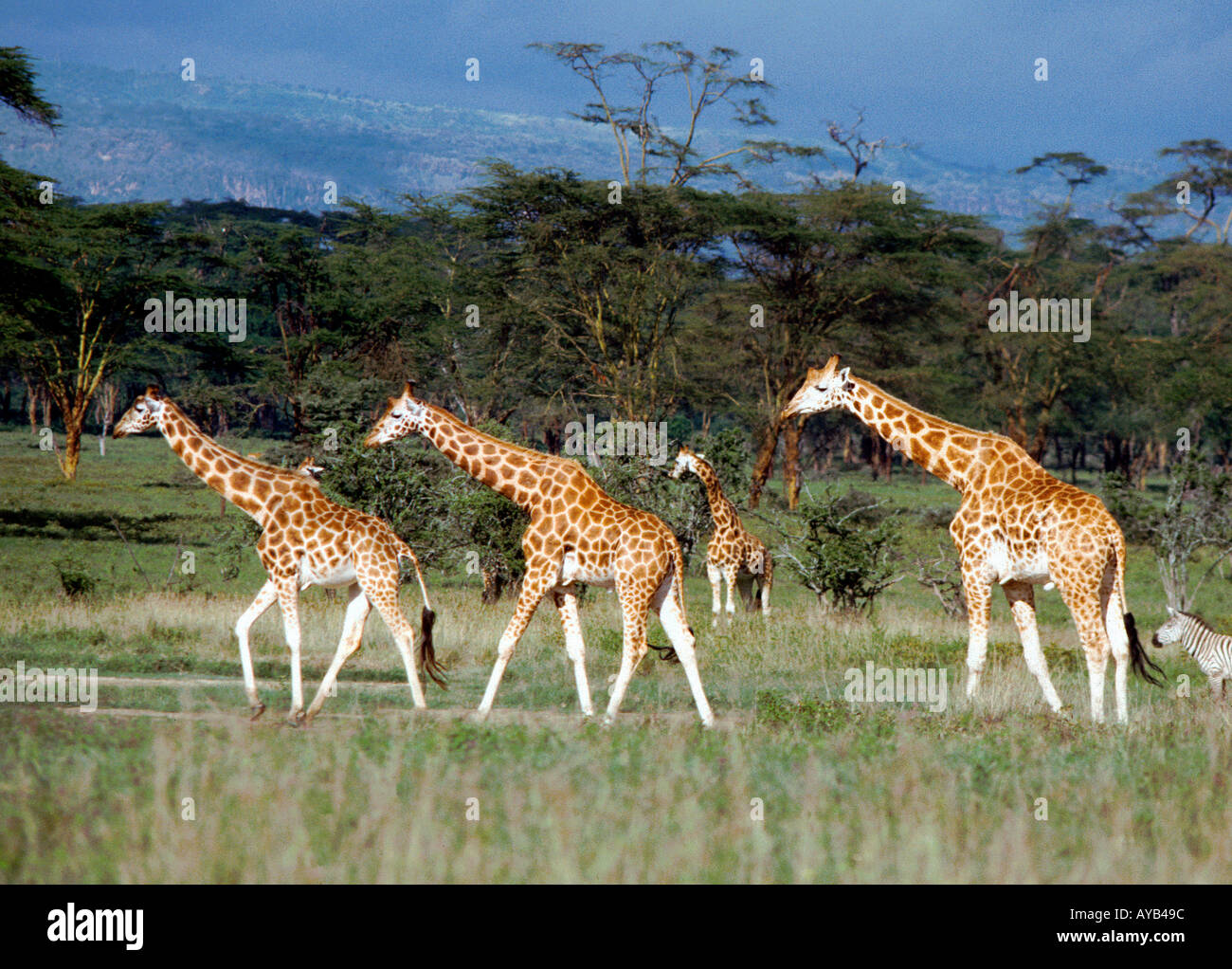 Giraffen im Nakuru Nationalpark in Kenia. Afrika Stockfoto
