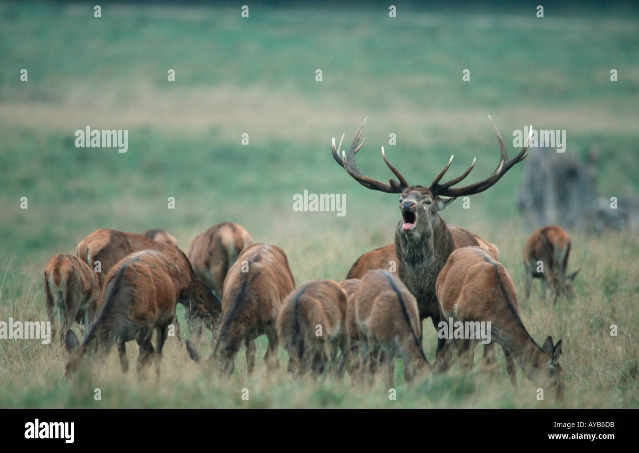 Rotwild-Männchen mit Weibchen Cervus Elaphus Rothirsche Hirsch Mit ...