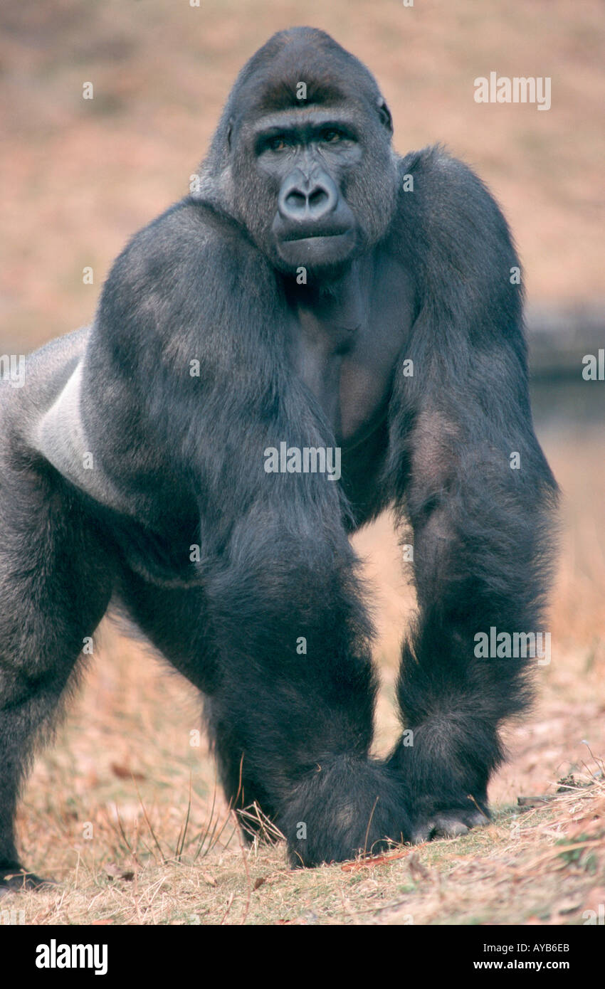 Westen Sie Gorilla Silberrücken Gorilla Gorilla Gorilla Westlicher Flachlandgorilla Silberruecken Afrika Afrika Tiere Saeugetiere Stockfoto