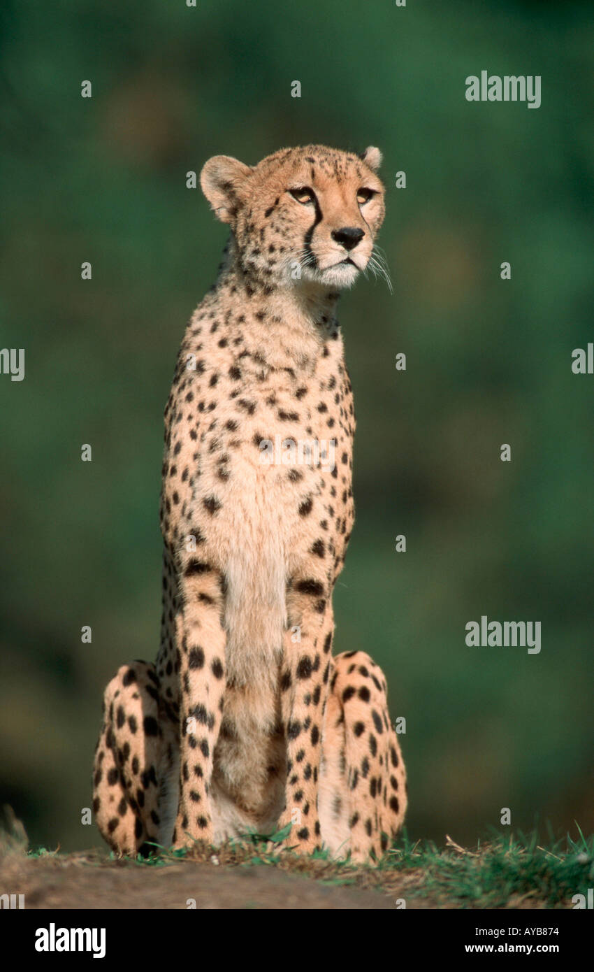 Gepard Acinonyx Jubatus Gepard Afrika Afrika Saeugetiere Säugetiere Tiere Katzenartige Raubtiere Raubtiere Hochformat Stockfoto