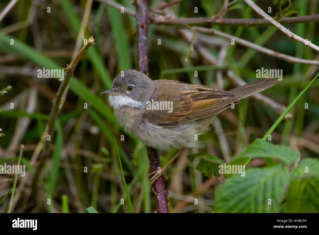 Männliche Common Whitethroat, Sylvia communis Stockfoto