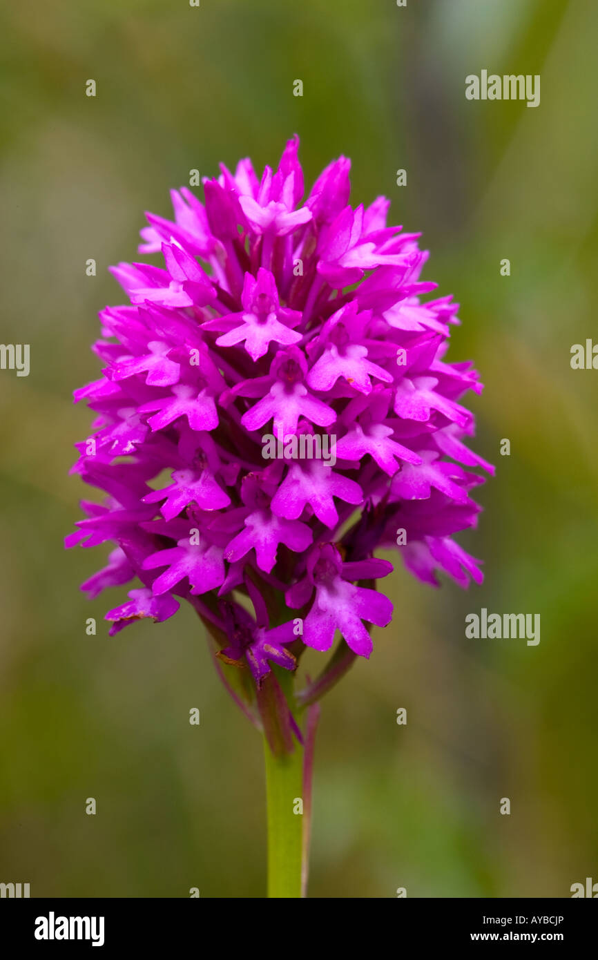 Pyramiden-Orchidee, Anacamptis pyramidalis Stockfoto