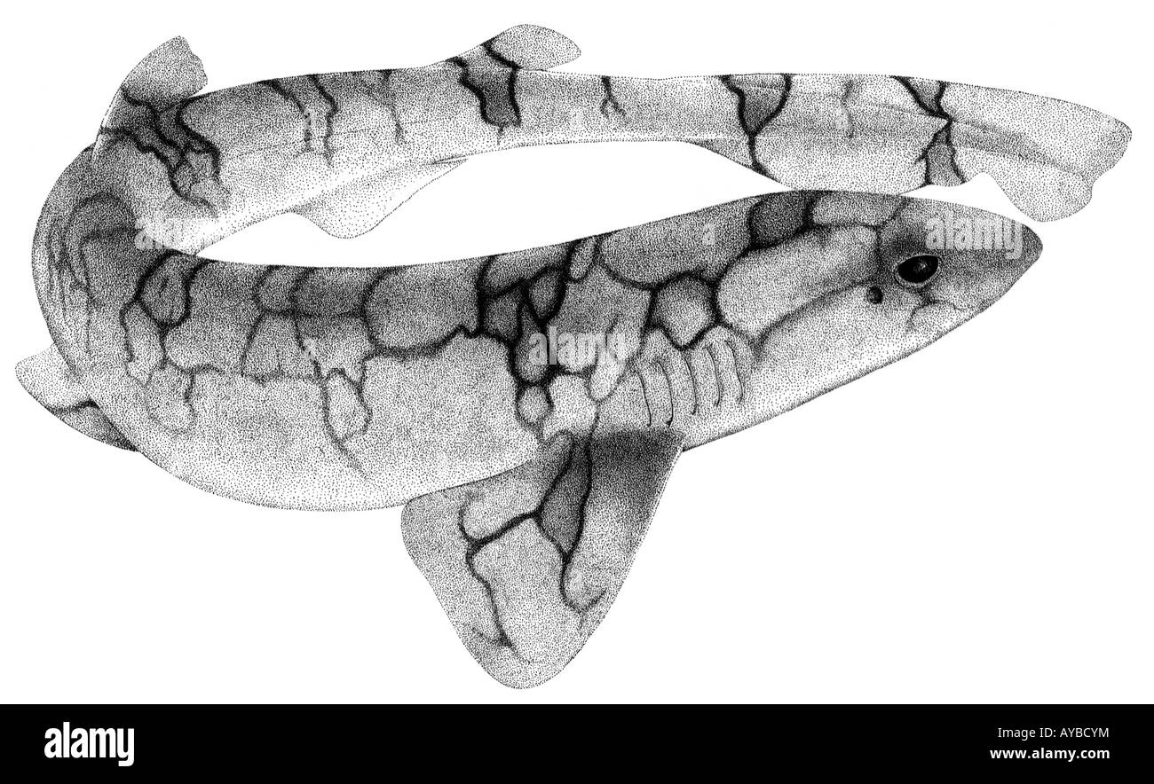 Kette Seekatze, Kette Katzenhai (Scyliorhinus Retifer), Zeichnung Stockfoto