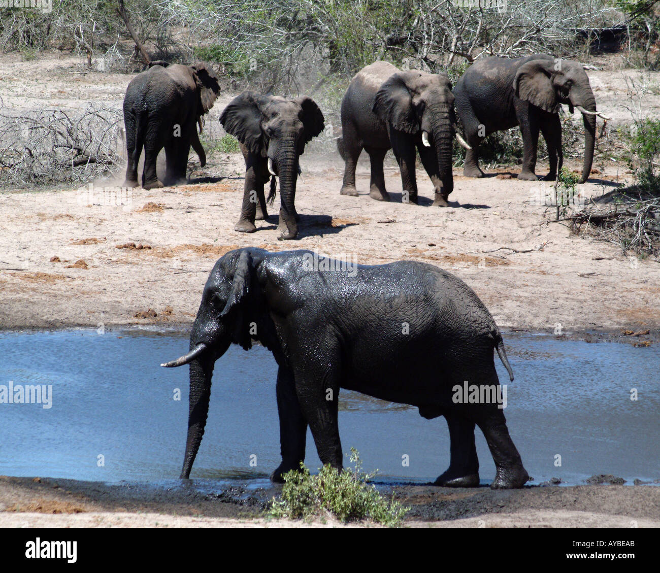 Elefantenherde Pool von jungen Elefantenbullen versammeln sich am Wasserloch im Tembe Elephant Park in Südafrika Stockfoto