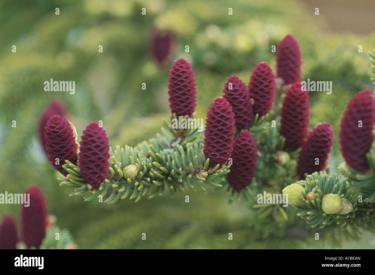 Picea glehnii Stockfoto