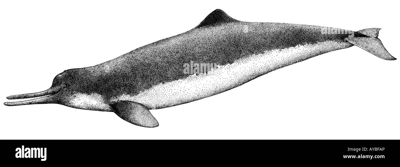 Chinesischer Flussdelfin, Whitefin Delphin, Yangtse River Dolphin, Baiji (Lipotes Vexillifer), Zeichnung. Wahrscheinlich ausgestorben Stockfoto