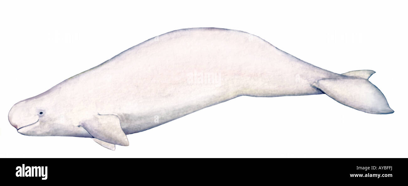 Beluga, Weißwal (Delphinapterus Leucas), Zeichnung Stockfoto