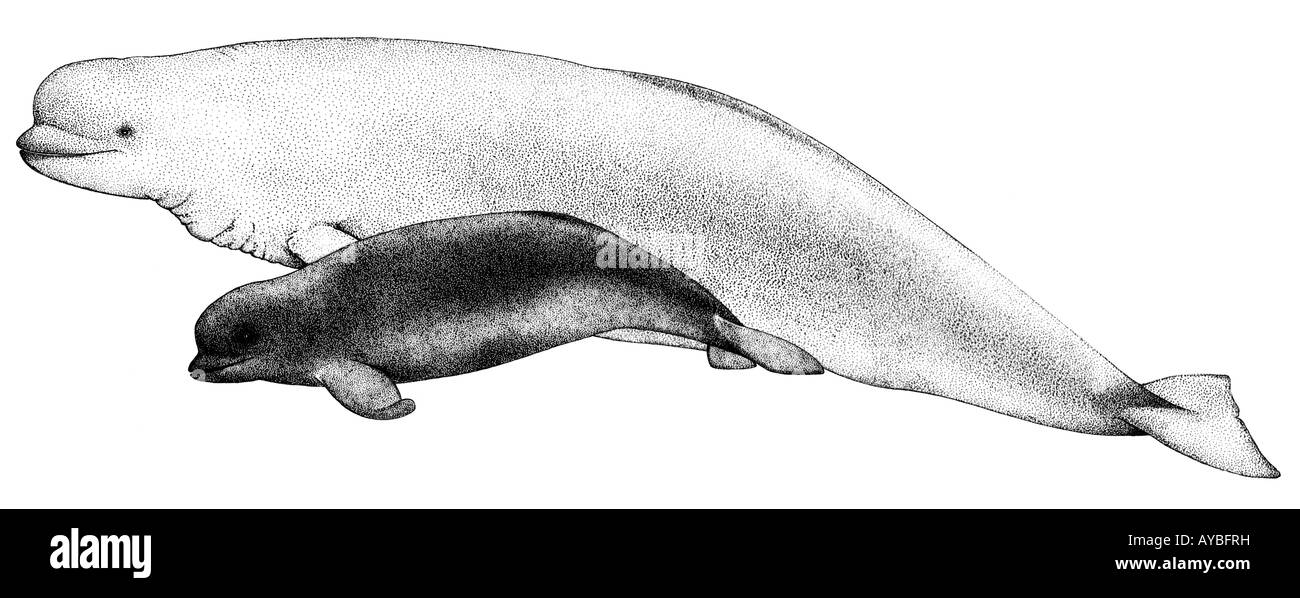 Beluga, Weißwal (Delphinapterus Leucas), Weibchen mit Kalb, Zeichnung Stockfoto