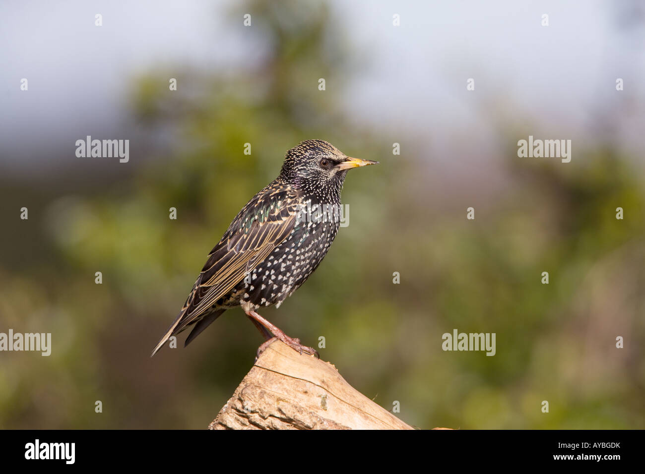 Gemeinsamen Starling Sturnus Vulgaris Erwachsener im nicht-Zucht Gefieder thront auf einem Baumstumpf Holunder Stockfoto