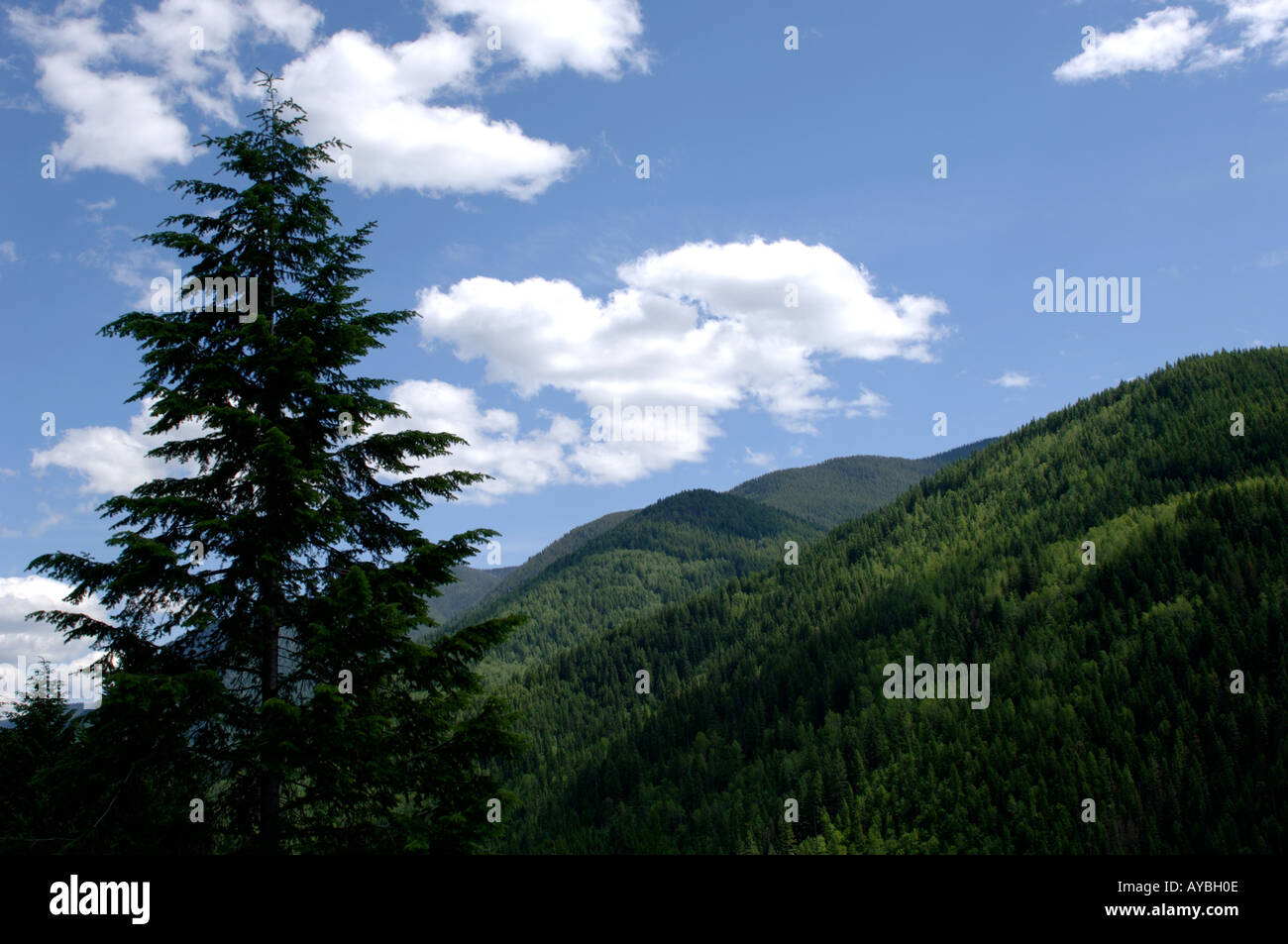 Moyie Range in der Nähe von Cranbrook British Columbia Kanada Stockfoto