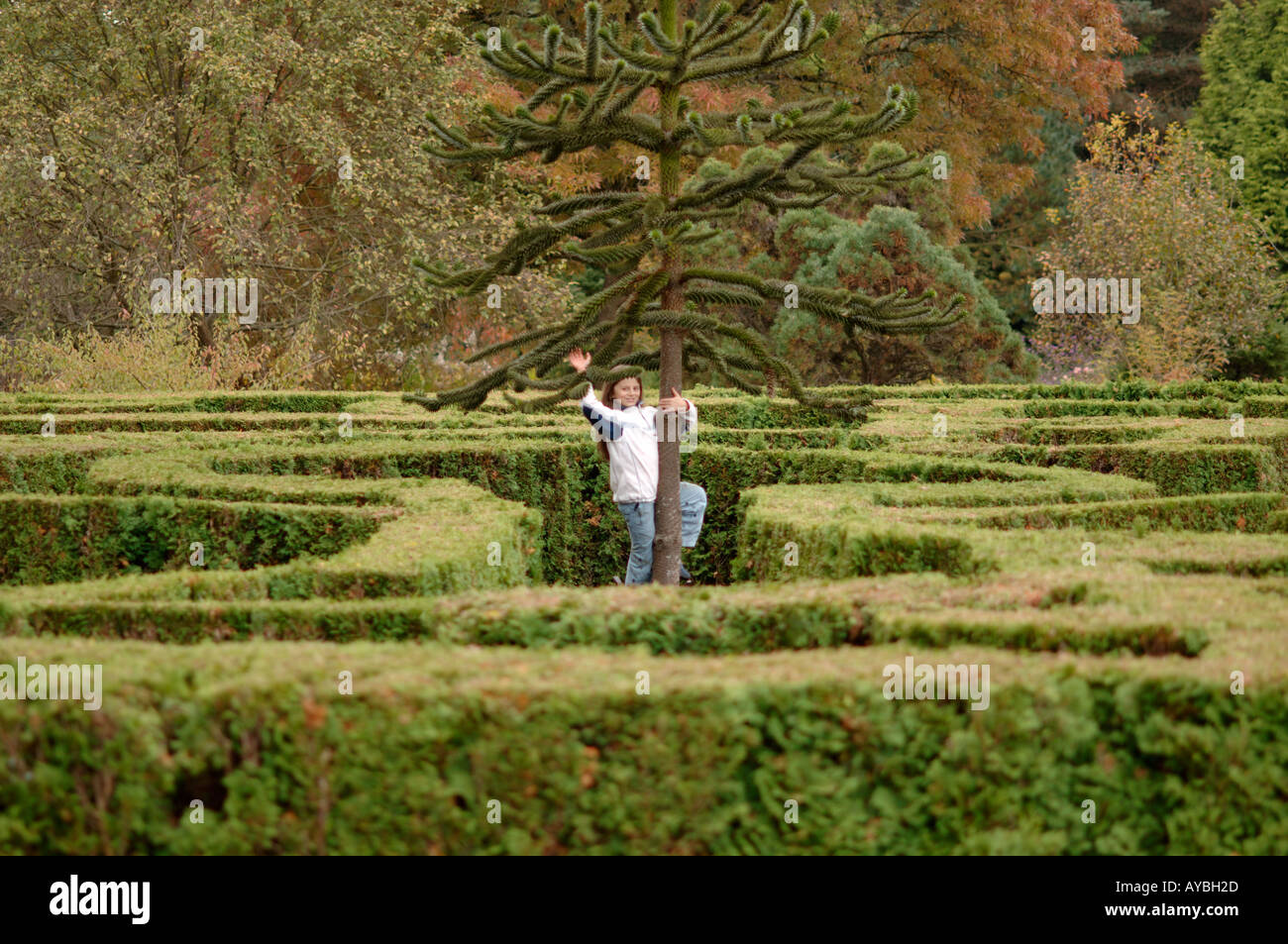 Kind auf einem Affen-Baum in der Mitte ein Labyrinth winken Stockfoto