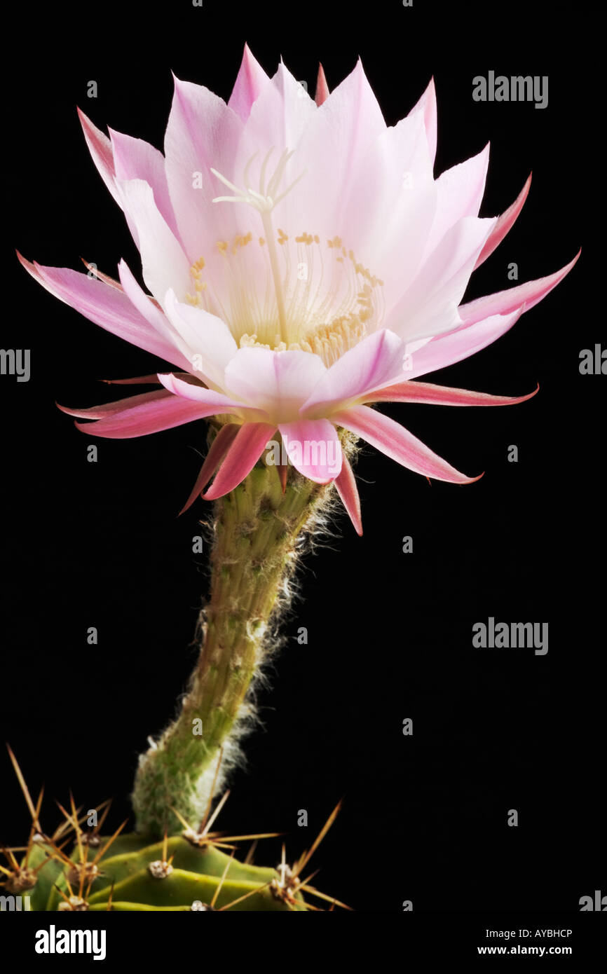 Kaktusblüte erschossen vor einem schwarzen Hintergrund Stockfoto