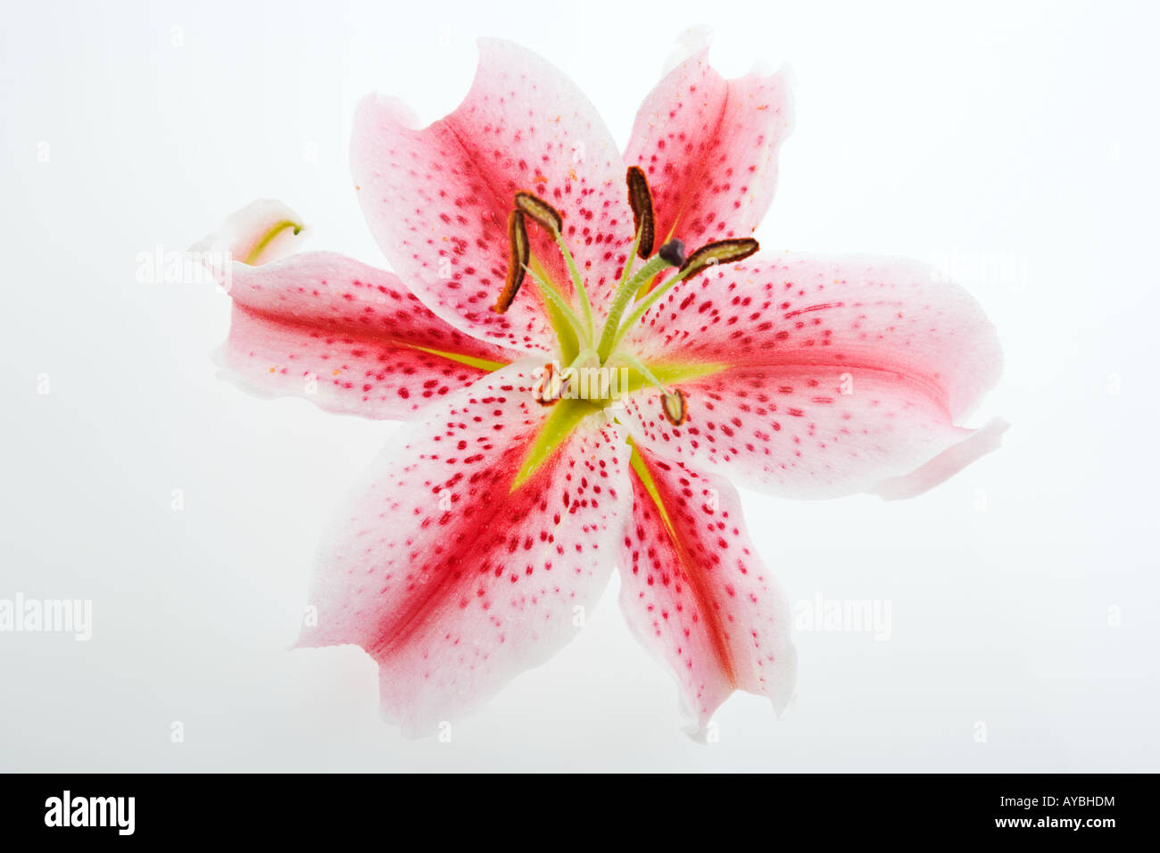 Stargazer Lilie Lilium Stargazer erschossen eine duftende Hybriden Lilie der orientalischen Gruppe Studio vor einem weißen Hintergrund Stockfoto
