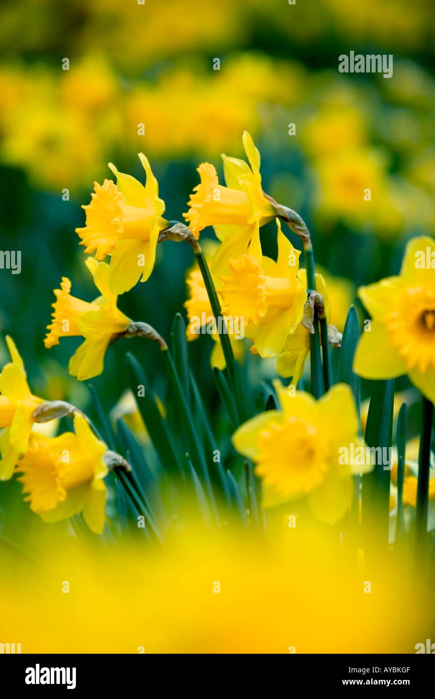 Narcissus (Trivialname Narzisse). Stockfoto