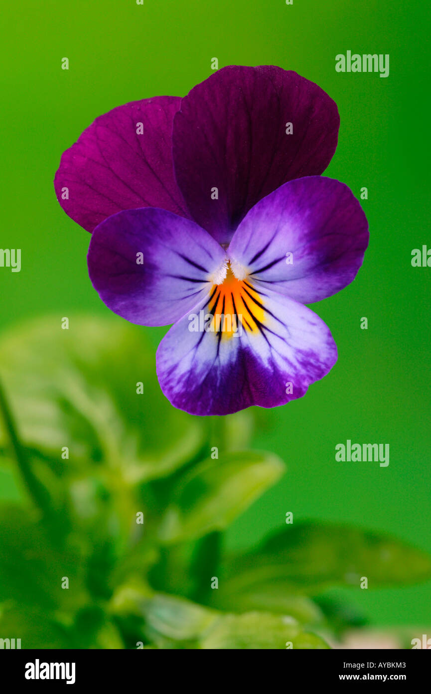 Viola (violett) Trikolore "Stiefmütterchen" - einzelne Blume in Nahaufnahme Stockfoto