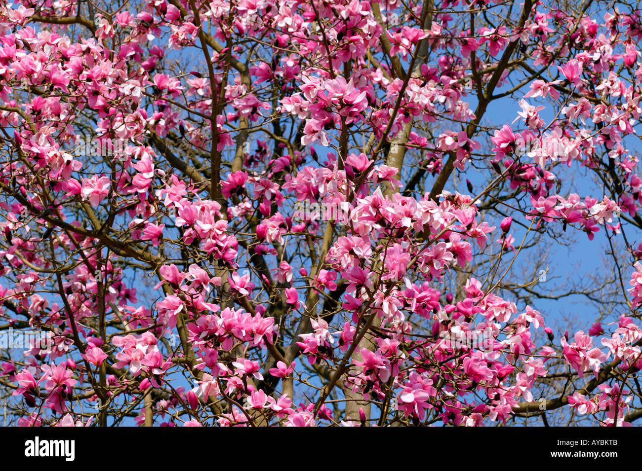 Magnolie Sprengeri. Rosa Blüten vor blauem Himmel im März, Gloucestershire UK Stockfoto