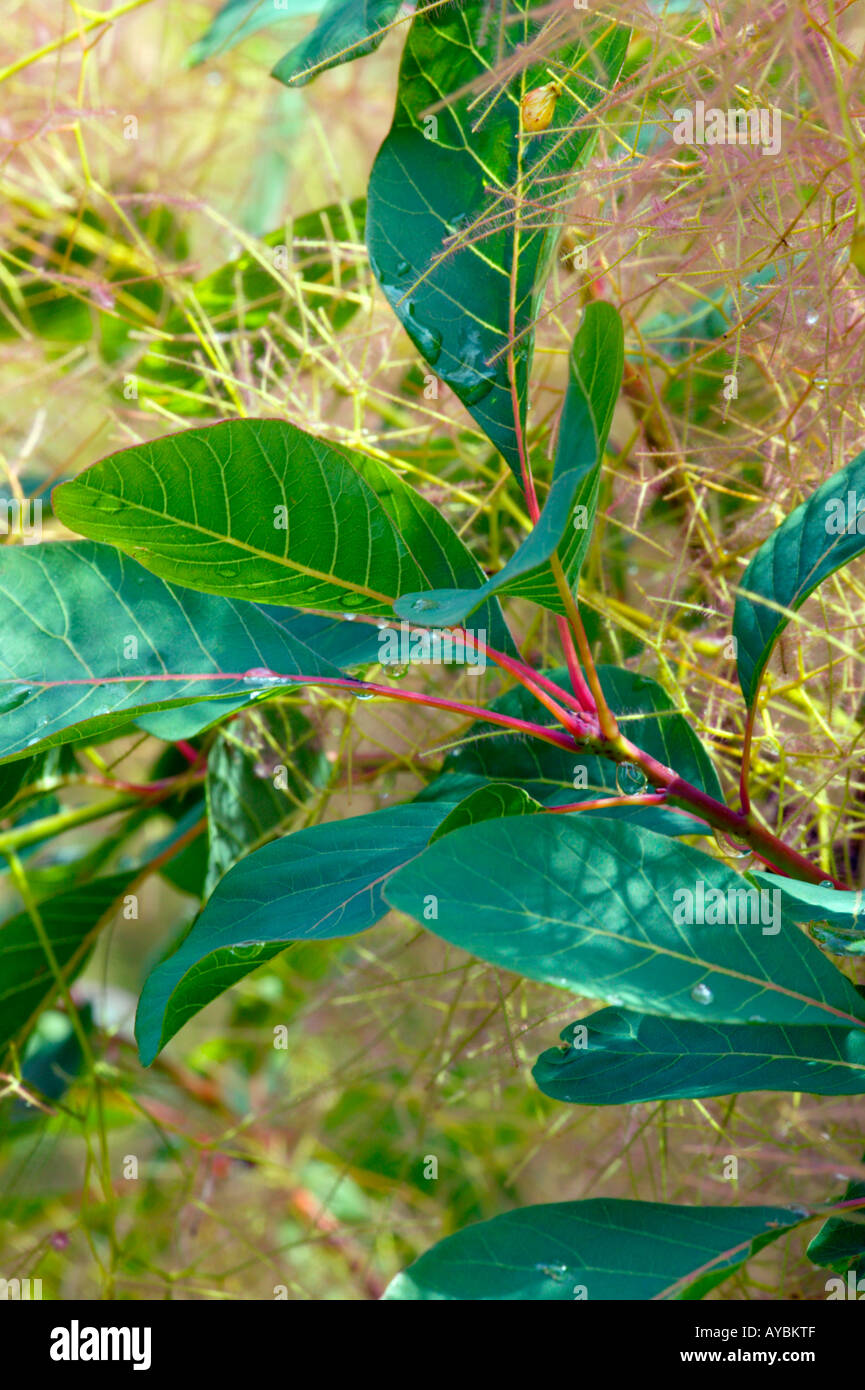 Cotinus Coggygria (Trivialname Smoke Bush). Nahaufnahme der Blätter und Blumen Blütenstände im Juli Gloucestershire UK. Stockfoto
