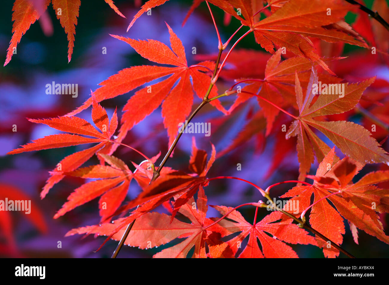 Acer palmatum var. Matisurae (japanischer Ahorn) schillernde Darstellung von orangefarbenen und roten Blättern im Herbst Gloucestershire UK Stockfoto