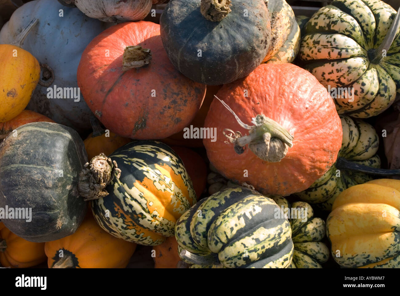 Sorten von Squash bei Chris Richs Hofladen Stockfoto