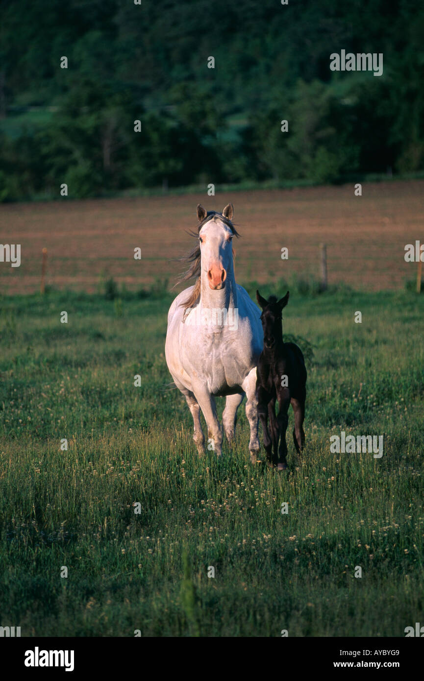 STUTE UND FOHLEN AUF IOWA FARM Stockfoto