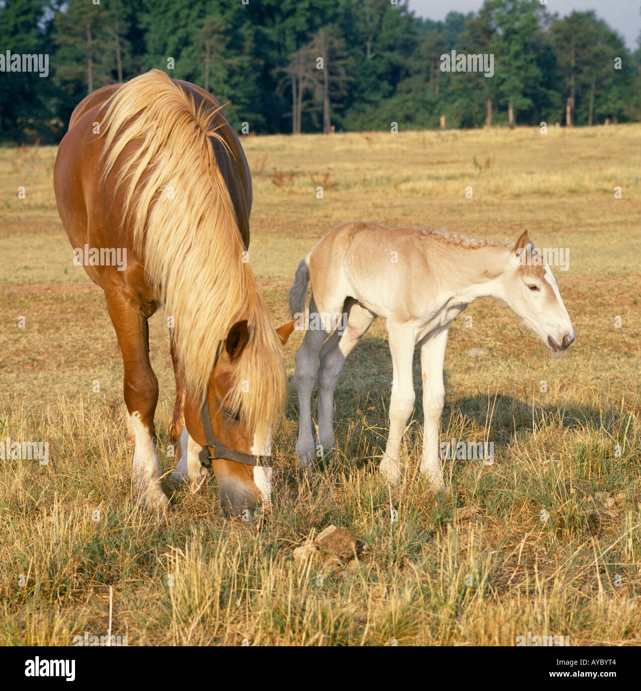 BELGISCHE STUTE MIT NEUGEBORENEN FOHLEN GEORGIEN Stockfoto