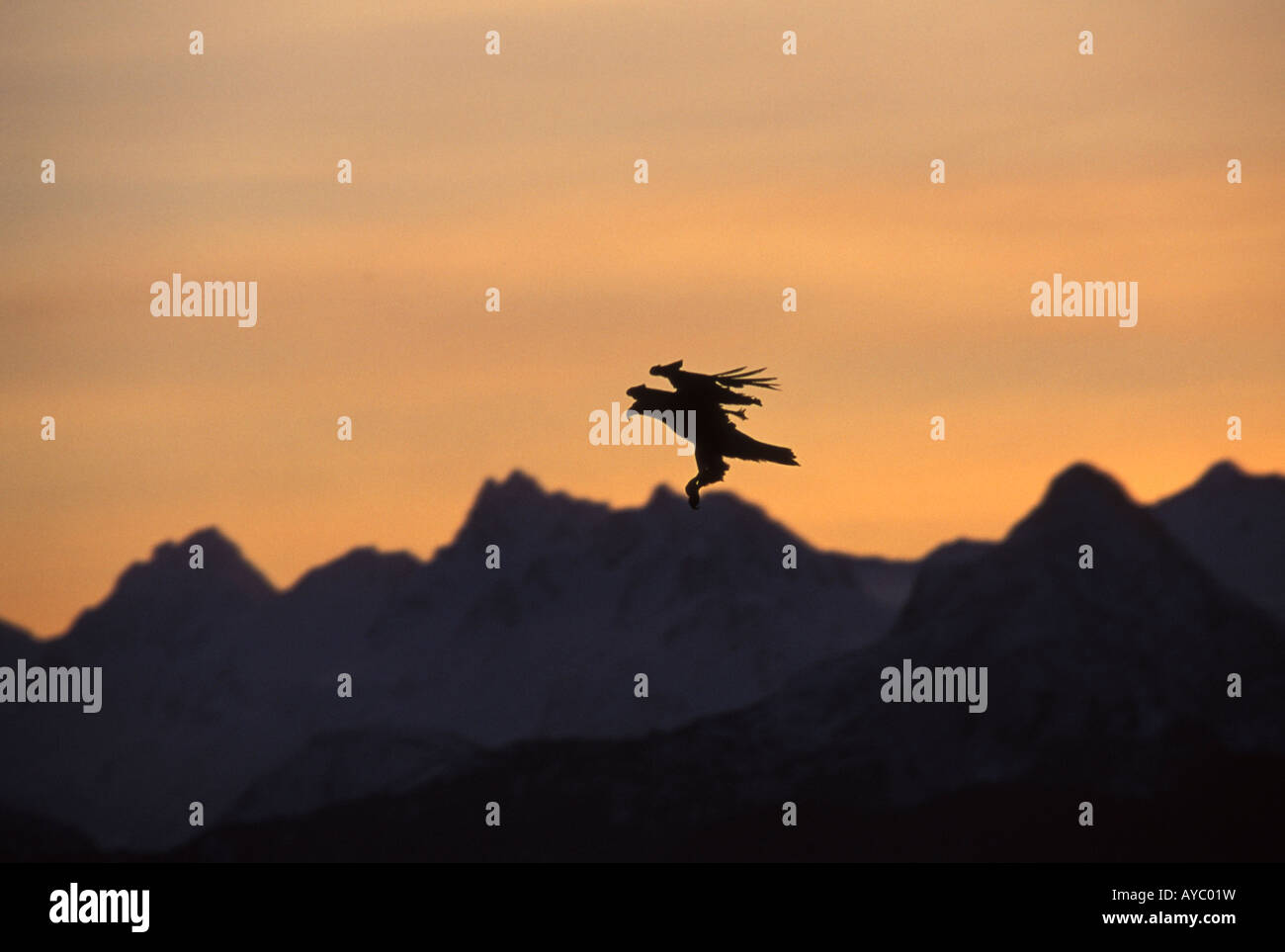 USA, Alaska, Homer. Ein Weißkopfseeadler fliegt über den Rand der Kachemak Bay. Stockfoto
