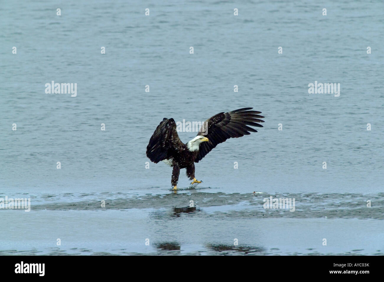 USA, Alaska, Homer. Ein Weißkopfseeadler fliegt über den Rand der Kachemak Bay. Stockfoto