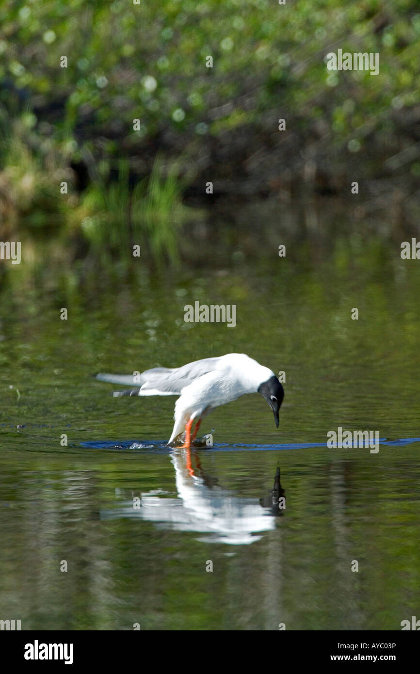 USA, Alaska. Bonapartes Möwen brüten in die Alaska Range. Eine kleine Möwe, sie sind extrem aggressiv, um alle Eindringlinge. Stockfoto