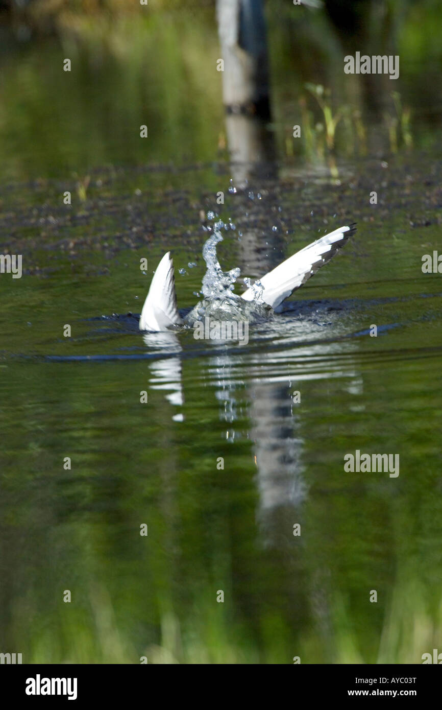 USA, Alaska. Bonapartes Möwen brüten in die Alaska Range. Eine kleine Möwe, sie sind extrem aggressiv, um alle Eindringlinge. Stockfoto